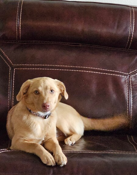 Entry image for Harper. Clicking this image will show a larger photo