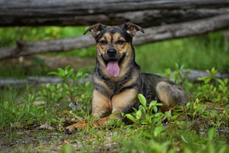 Entry image for Luna. Clicking this image will show a larger photo