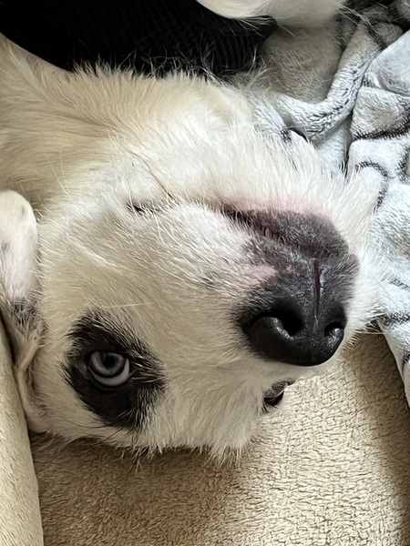 Entry image for Daisy. Clicking this image will show a larger photo