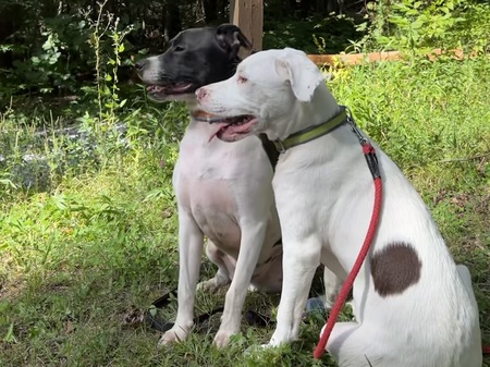 Entry image for Mookie and Jackson. Clicking this image will show a larger photo