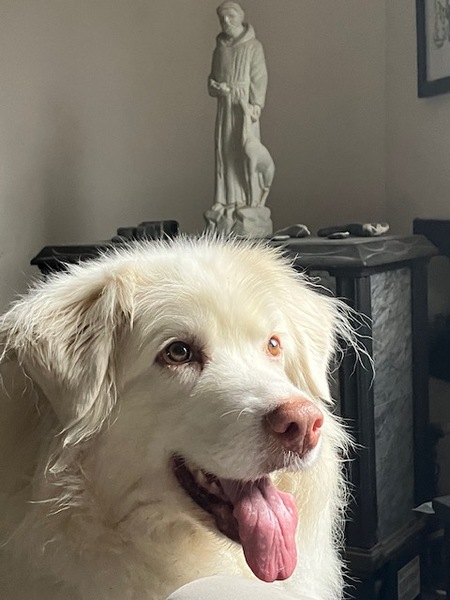 Entry image for Shiloh. Clicking this image will show a larger photo