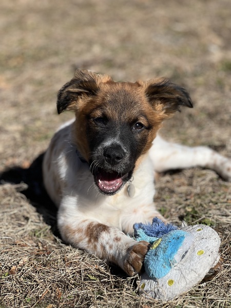 Entry image for Bailey . Clicking this image will show a larger photo