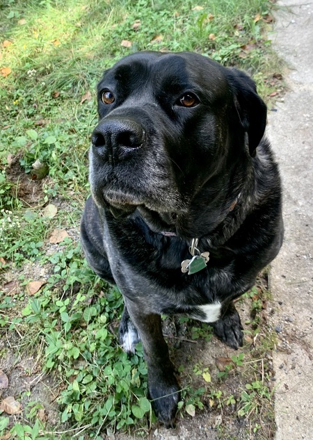 Entry image for Moose . Clicking this image will show a larger photo