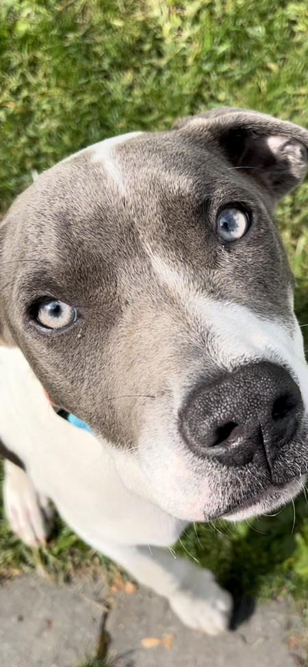 Entry image for Bleu. Clicking this image will show a larger photo