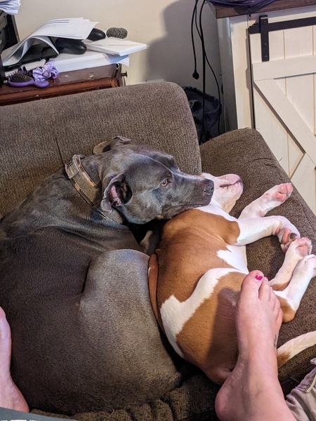 Entry image for Dolly and Bo. Clicking this image will show a larger photo