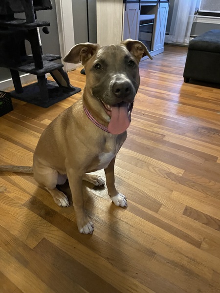 Entry image for Cocoa. Clicking this image will show a larger photo