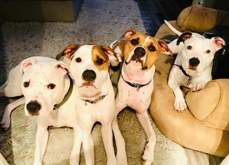 Entry image for Chance, Tripp , Enzo, and Chloe . Clicking this image will show a larger photo