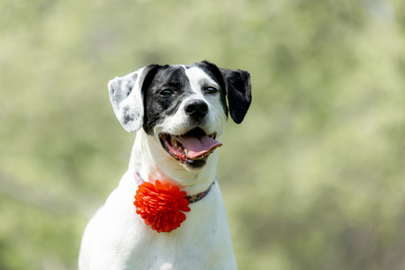 Entry image for Abby. Clicking this image will show a larger photo