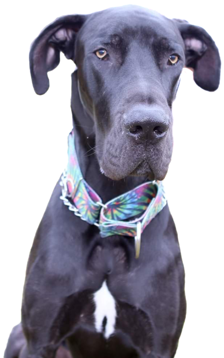 Kobie 