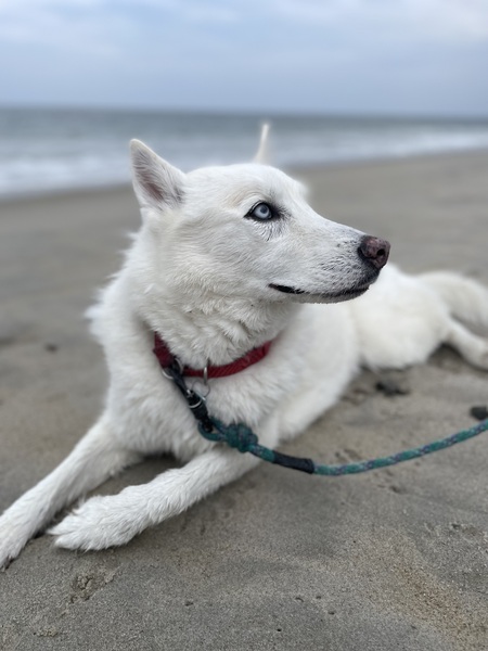 Paws in the sand