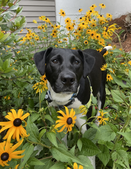 Kona in the Flowers