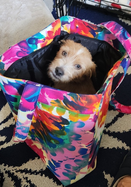 Portable pup!  A tote full of happy!