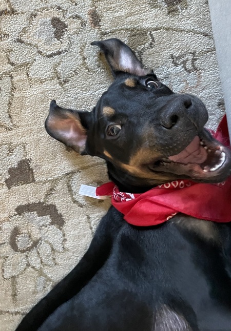 Zeus in Red Bandana