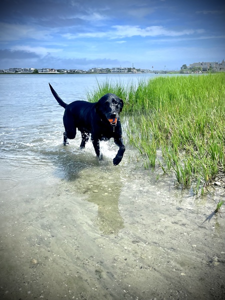 Dog Beach