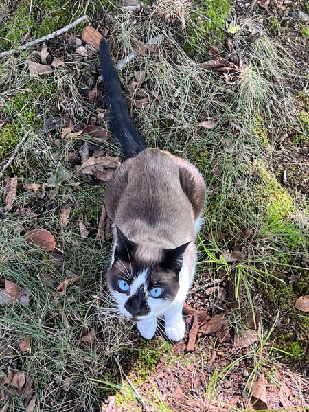 Blue-eyed Beauty