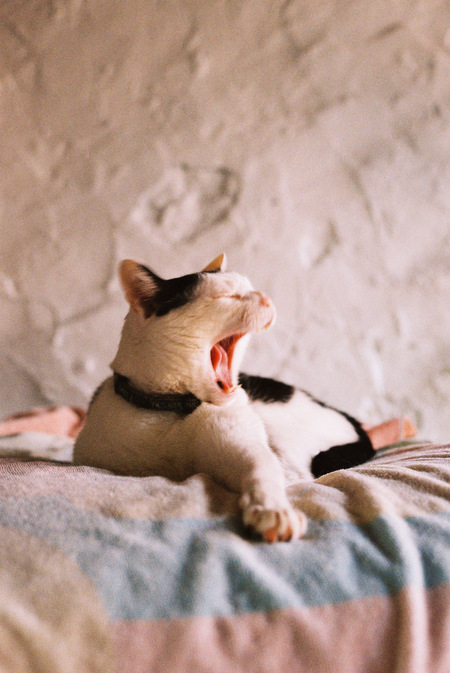 Big Marty's Big Yawn