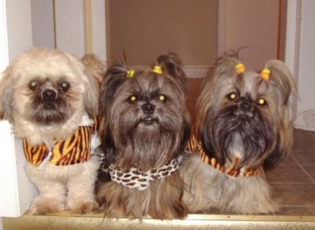 Scamp,Sophie  and Zoe