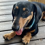 Entry image for Murphy 