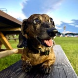 Entry image for Gunny