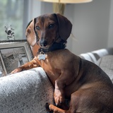 Entry image for Rocco