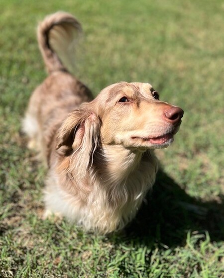 Entry image for Louie. Clicking this image will show a larger photo