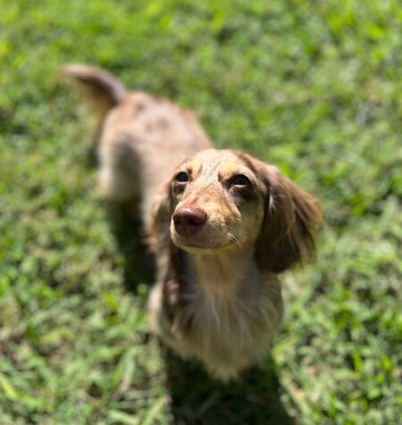 Entry image for Remi. Clicking this image will show a larger photo
