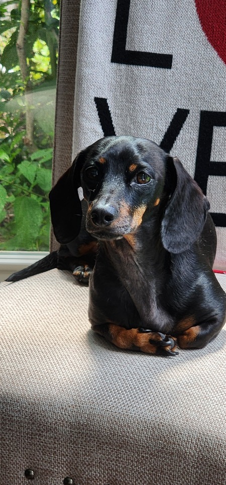 Entry image for Sophia . Clicking this image will show a larger photo