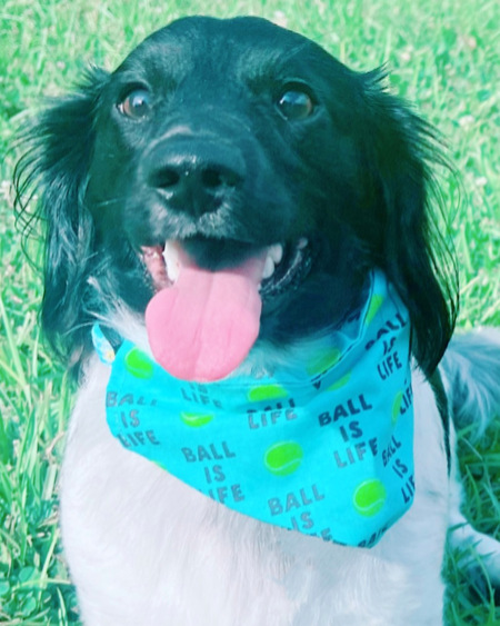 Entry image for Franklin. Clicking this image will show a larger photo