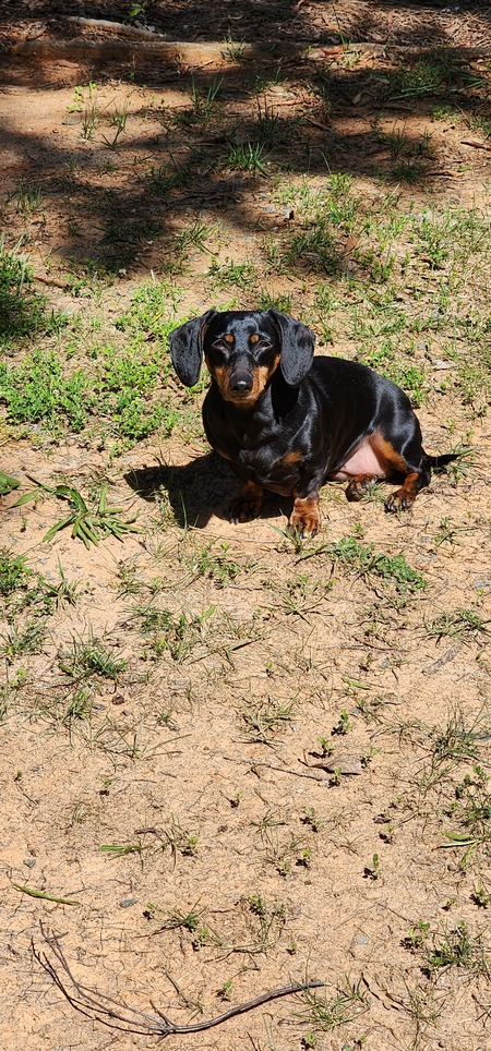 Entry image for Stella. Clicking this image will show a larger photo