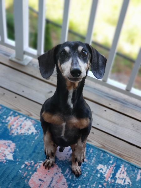 Entry image for Kujo. Clicking this image will show a larger photo