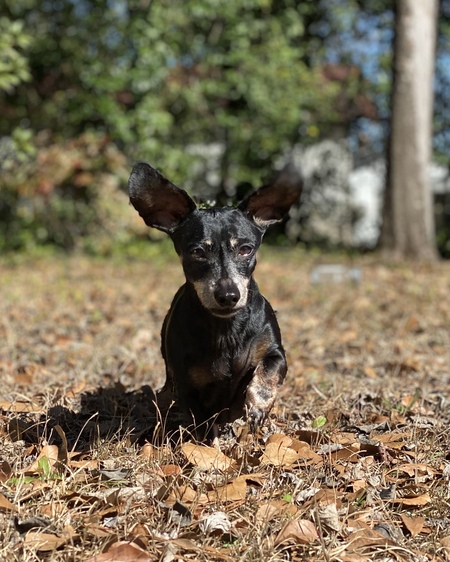 Entry image for Shadow. Clicking this image will show a larger photo