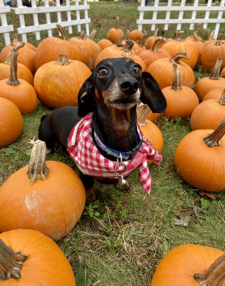 Entry image for Oliver. Clicking this image will show a larger photo