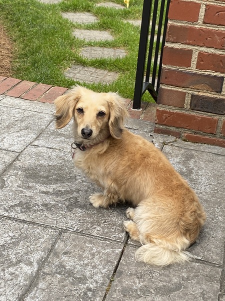 Entry image for Sadie. Clicking this image will show a larger photo