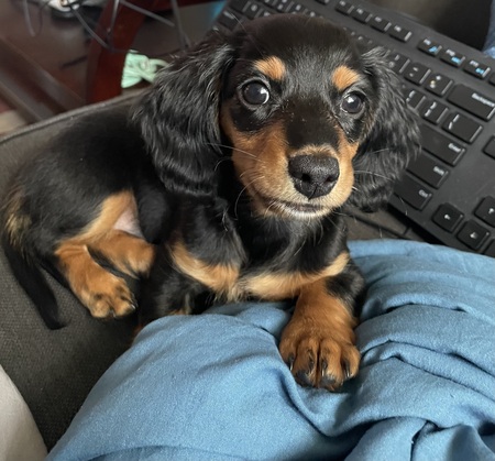 Entry image for Minnie. Clicking this image will show a larger photo