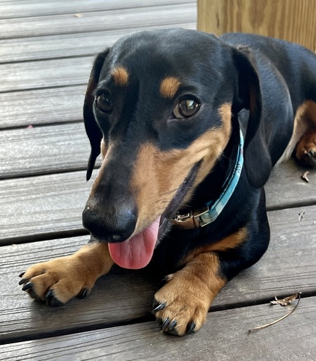Entry image for Murphy . Clicking this image will show a larger photo