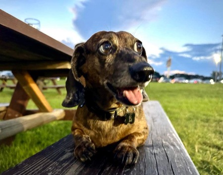 Entry image for Gunny. Clicking this image will show a larger photo