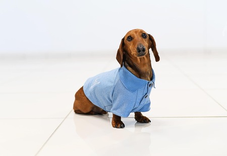 Entry image for Snoop. Clicking this image will show a larger photo