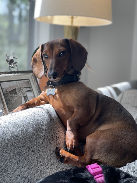 Entry image for Rocco. Clicking this image will show a larger photo