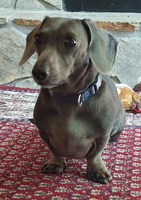 Entry image for Sir Walter Blu. Clicking this image will show a larger photo