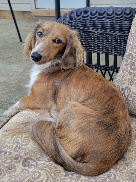 Entry image for Ruby. Clicking this image will show a larger photo