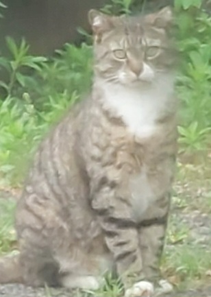 Stripey,  the feral? Cat