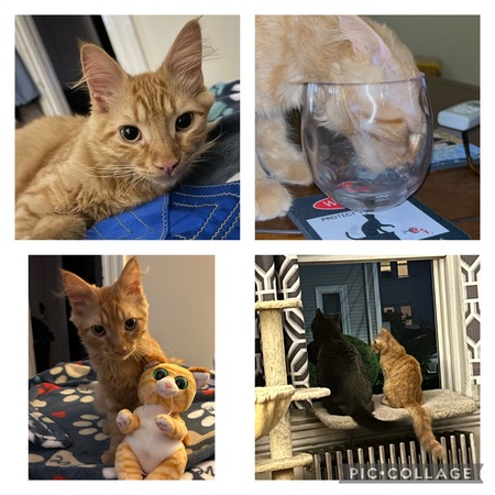 Mango and Dax