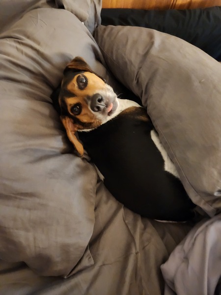 Sammy