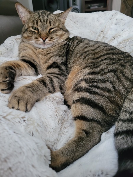 Max Kitty