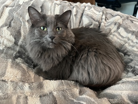 Mochi