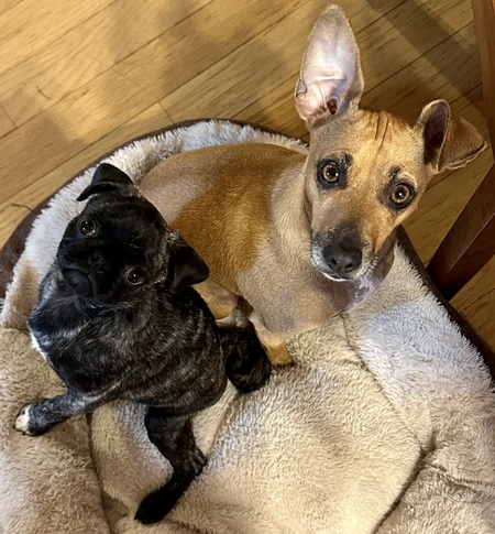 Missy & Bella