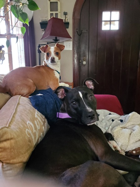 Toby (AKA Tiny) and Cleo