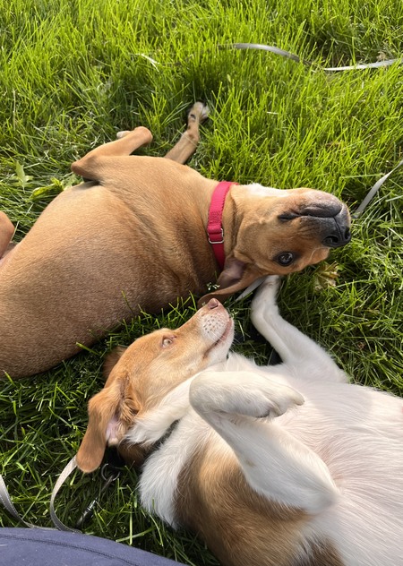 Toby and Louie 