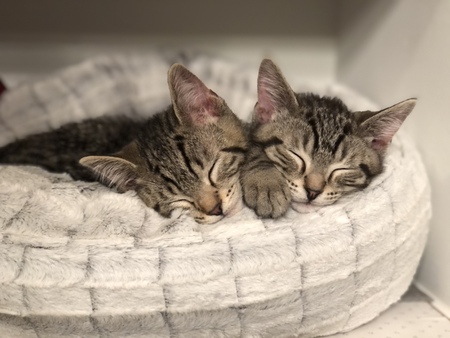Domino & Chester