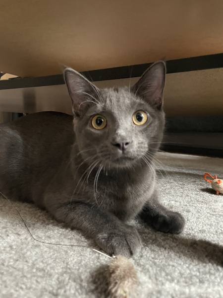 Bauer
